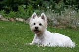 WESTIE 441